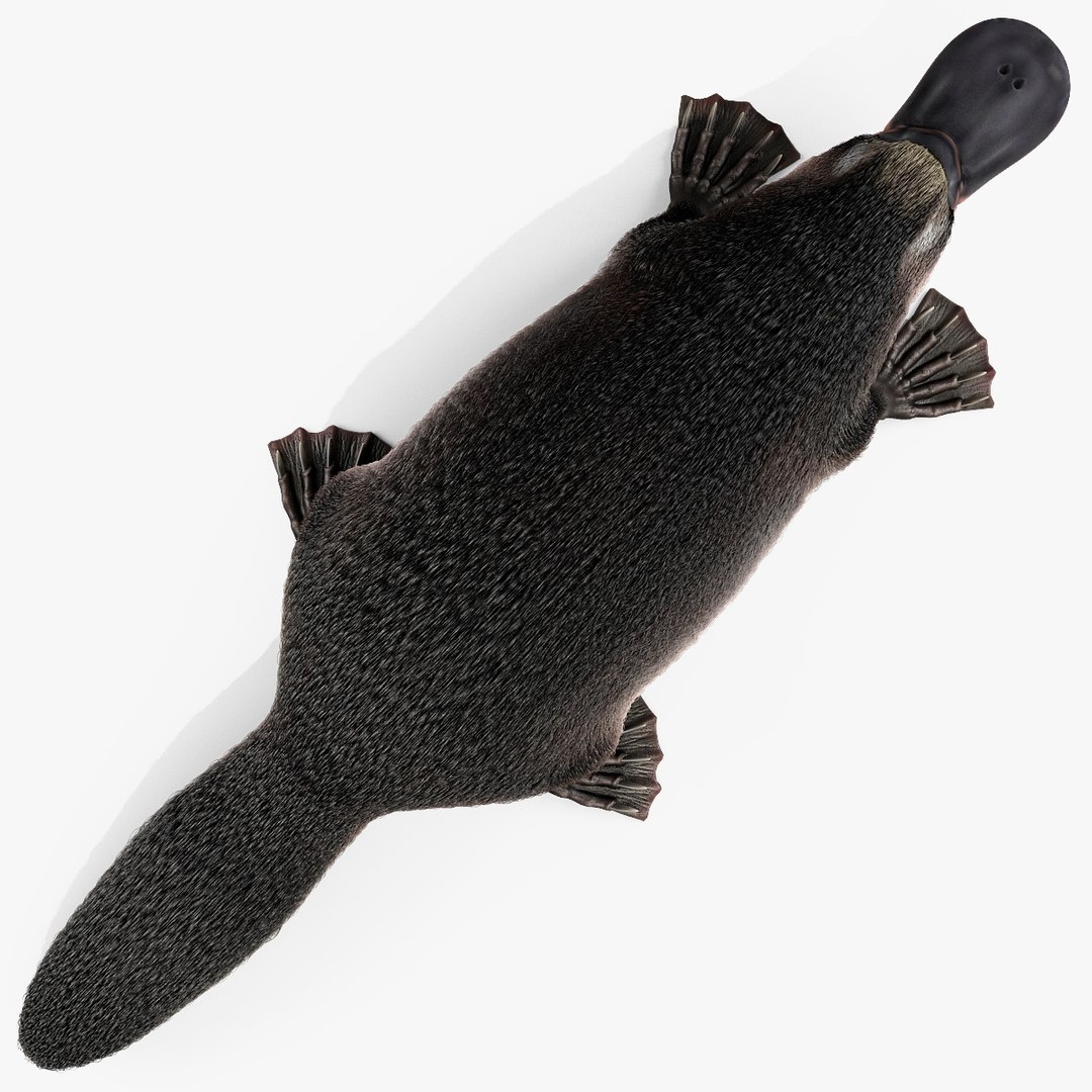 3d model platypus fur https://p.turbosquid.com/ts-thumb/Nc/Ox2gvI/9BYTLKRZ/platypusfur_15/jpg/1410537173/1920x1080/fit_q87/8a3b22ea19ce619e5eee63667d8281d58feeb52b/platypusfur_15.jpg