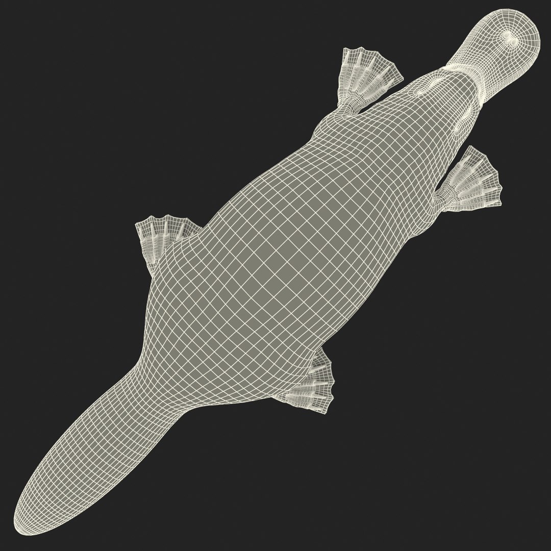 3d model platypus fur https://p.turbosquid.com/ts-thumb/Nc/Ox2gvI/E1JR43Nu/platypusfur_9/jpg/1410537162/1920x1080/fit_q87/eca77ad2ad63930dda0d468d7e68291cb38c8513/platypusfur_9.jpg