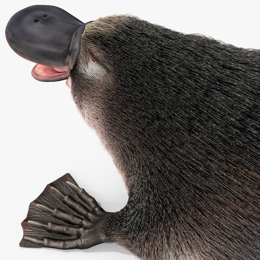 3d model platypus fur https://p.turbosquid.com/ts-thumb/Nc/Ox2gvI/EckqyBEL/platypusfur_27/jpg/1410537197/1920x1080/fit_q87/a74a6a13a76f6dc03fbcd50278f5991162301f8c/platypusfur_27.jpg