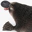 Platypus Fur