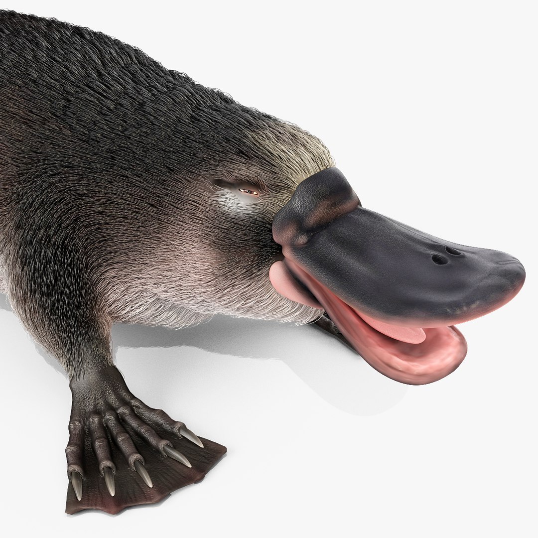 3d model platypus fur https://p.turbosquid.com/ts-thumb/Nc/Ox2gvI/FAHgkQ16/platypusfur_25/jpg/1410537232/1920x1080/fit_q87/8c802472ed1f9d834269cc994cf0ce3780df9a20/platypusfur_25.jpg