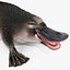 Platypus Fur