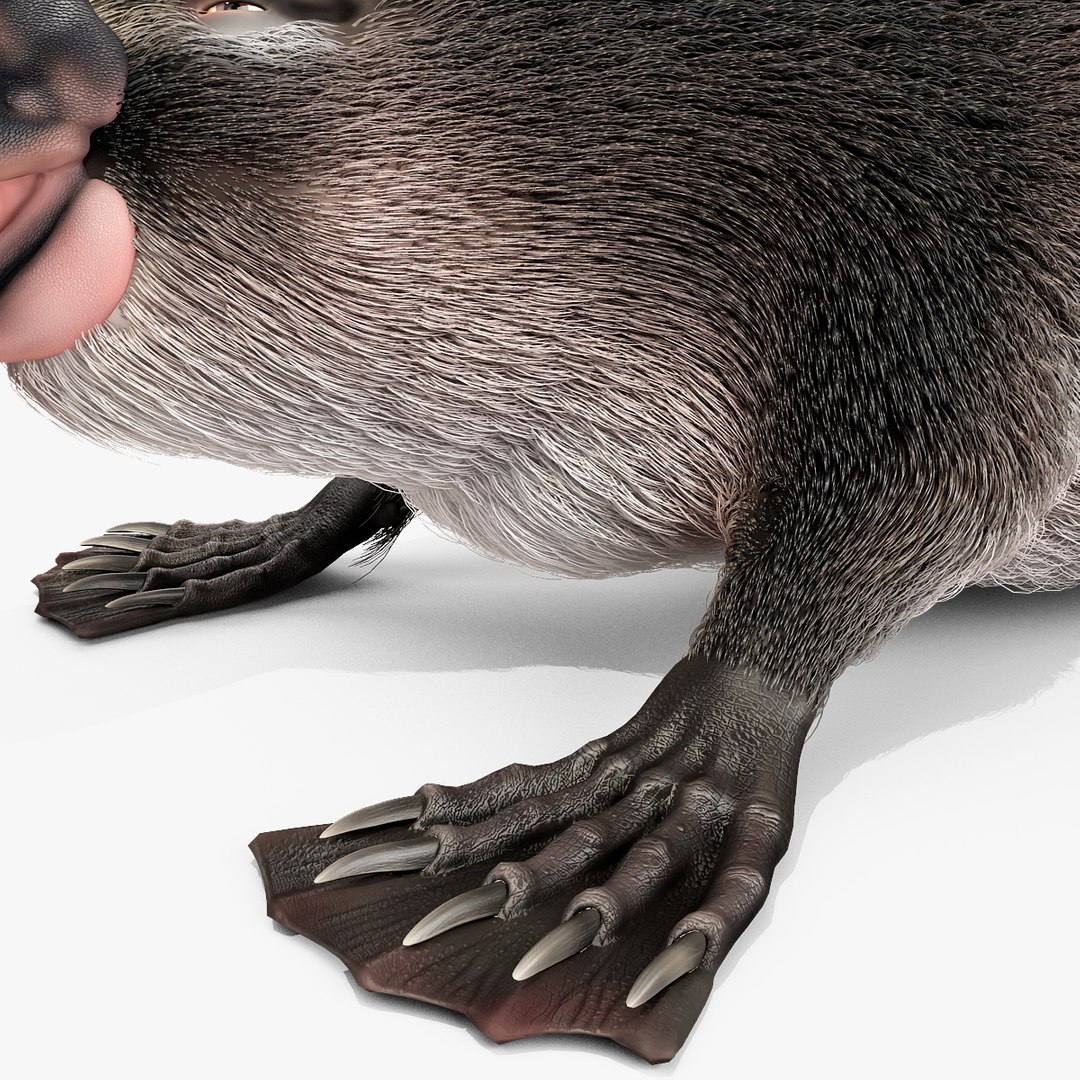 3d model platypus fur https://p.turbosquid.com/ts-thumb/Nc/Ox2gvI/H2qQnjOB/platypusfur_28/jpg/1410537199/1920x1080/fit_q87/6581f849532b49c3067a0bd7280811ac55f801e9/platypusfur_28.jpg
