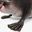 Platypus Fur