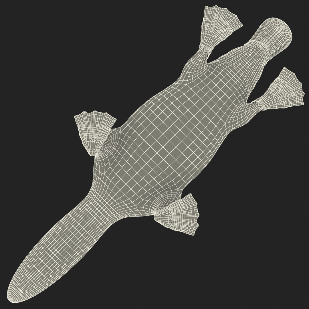3d model platypus fur https://p.turbosquid.com/ts-thumb/Nc/Ox2gvI/Hherk8oh/platypusfur_10/jpg/1410537164/1920x1080/fit_q87/d05a610ba7b53a3d54dbd315c07f58d37bacf4b5/platypusfur_10.jpg