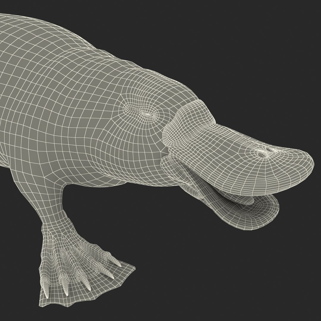 3d model platypus fur https://p.turbosquid.com/ts-thumb/Nc/Ox2gvI/M0mUMKk9/platypusfur_14/jpg/1410537199/1920x1080/fit_q87/929ed0a65239ff6dd0742180f05856b97aa97b7f/platypusfur_14.jpg