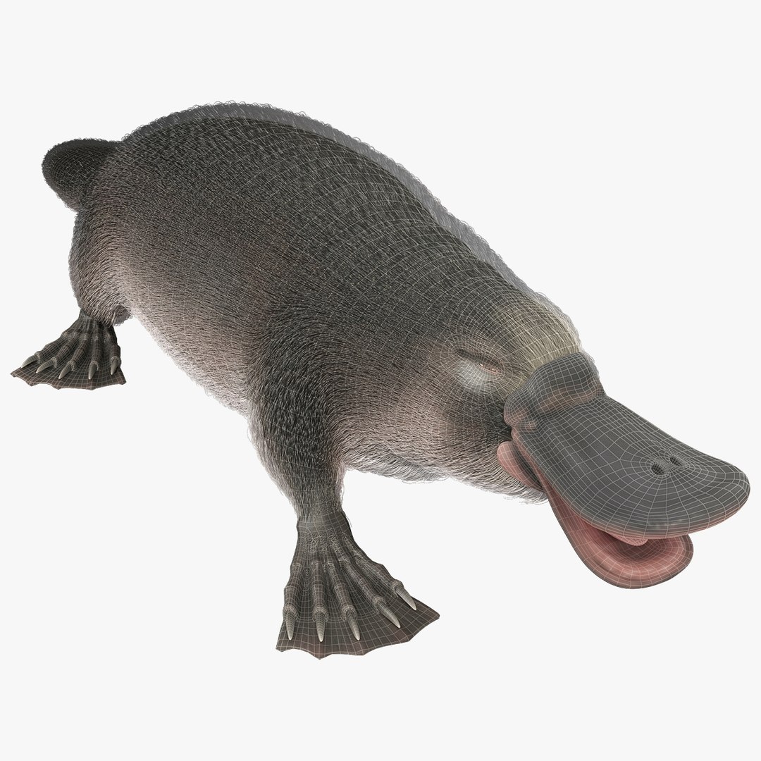 3d model platypus fur https://p.turbosquid.com/ts-thumb/Nc/Ox2gvI/Ng3o0jZD/platypusfur_6/jpg/1410537183/1920x1080/fit_q87/3af441110ab440cb107739daae14759b3fbf30cc/platypusfur_6.jpg