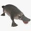 Platypus Fur