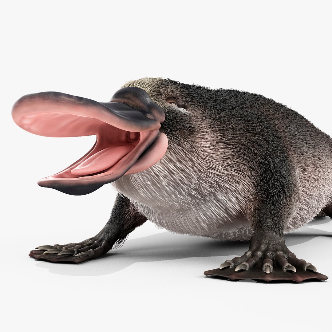 3d model platypus fur https://p.turbosquid.com/ts-thumb/Nc/Ox2gvI/UYIWmOap/platypusfur_26/jpg/1410537234/1920x1080/fit_q87/11dedc795e72998516c5870456a5b43ca22b74c1/platypusfur_26.jpg