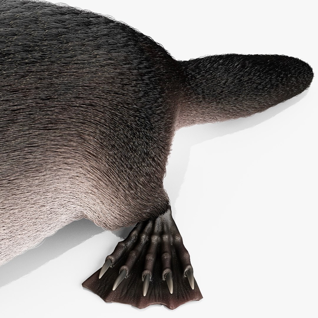 3d model platypus fur https://p.turbosquid.com/ts-thumb/Nc/Ox2gvI/WCDvdXQn/platypusfur_31/jpg/1410537234/1920x1080/fit_q87/bd6d961e75c750232db1bd9eb7aa1b58235f2936/platypusfur_31.jpg