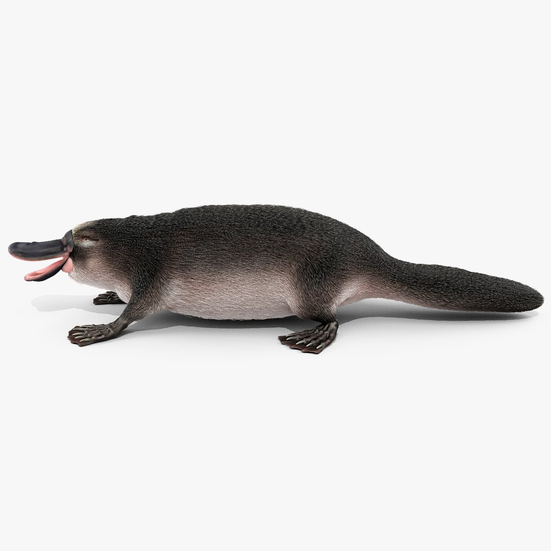 3d model platypus fur https://p.turbosquid.com/ts-thumb/Nc/Ox2gvI/WwBARLT6/platypusfur_11/jpg/1410537193/1920x1080/fit_q87/aaf3e0357ac174f3132d68383c5916c0b49de00d/platypusfur_11.jpg