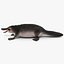 Platypus Fur