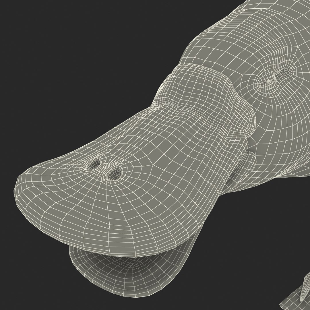 3d model platypus fur https://p.turbosquid.com/ts-thumb/Nc/Ox2gvI/YwYiqI5n/platypusfur_18/jpg/1410537206/1920x1080/fit_q87/c9293c06e4267f9ddf7bd53f608a27aa6f9484fc/platypusfur_18.jpg