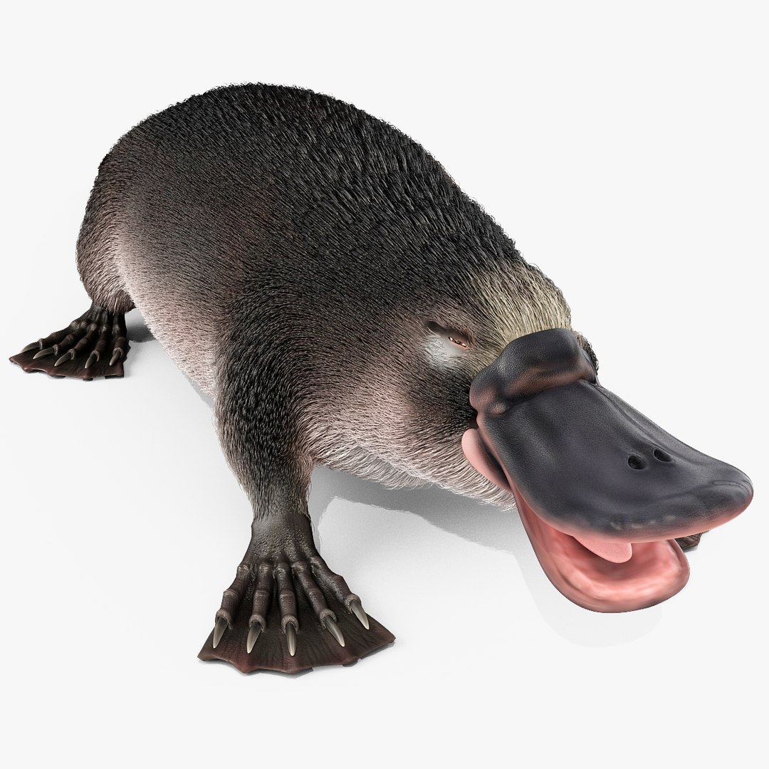 3d model platypus fur https://p.turbosquid.com/ts-thumb/Nc/Ox2gvI/aIHSOIKE/platypusfur_19/jpg/1410537208/1920x1080/fit_q87/54d087bc1a00057c9d07246876cc886c0cf6d6c9/platypusfur_19.jpg
