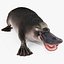 Platypus Fur