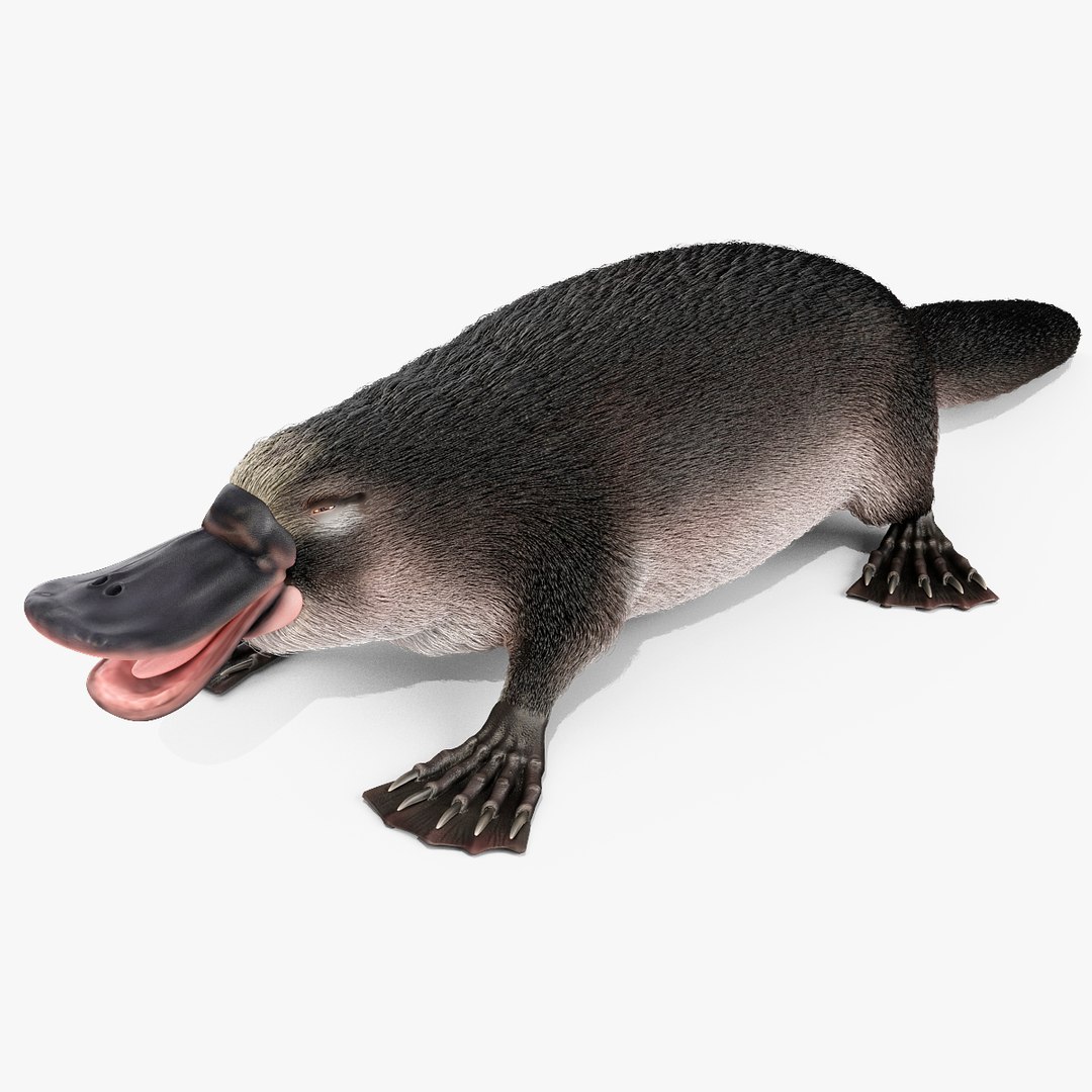 3d model platypus fur https://p.turbosquid.com/ts-thumb/Nc/Ox2gvI/cX0oK32m/platypusfur_21/jpg/1410537223/1920x1080/fit_q87/86142cceb2ea49f0f8949537e8e64eb8cd1df1cf/platypusfur_21.jpg