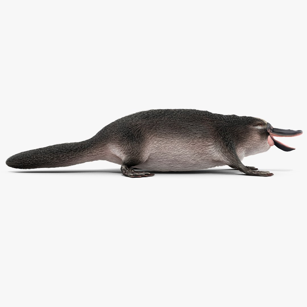 3d model platypus fur https://p.turbosquid.com/ts-thumb/Nc/Ox2gvI/divfHnxK/platypusfur_13/jpg/1410537169/1920x1080/fit_q87/ec8e5adb35c5c3463bb0b10dc040172eceb7f673/platypusfur_13.jpg