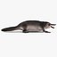 Platypus Fur
