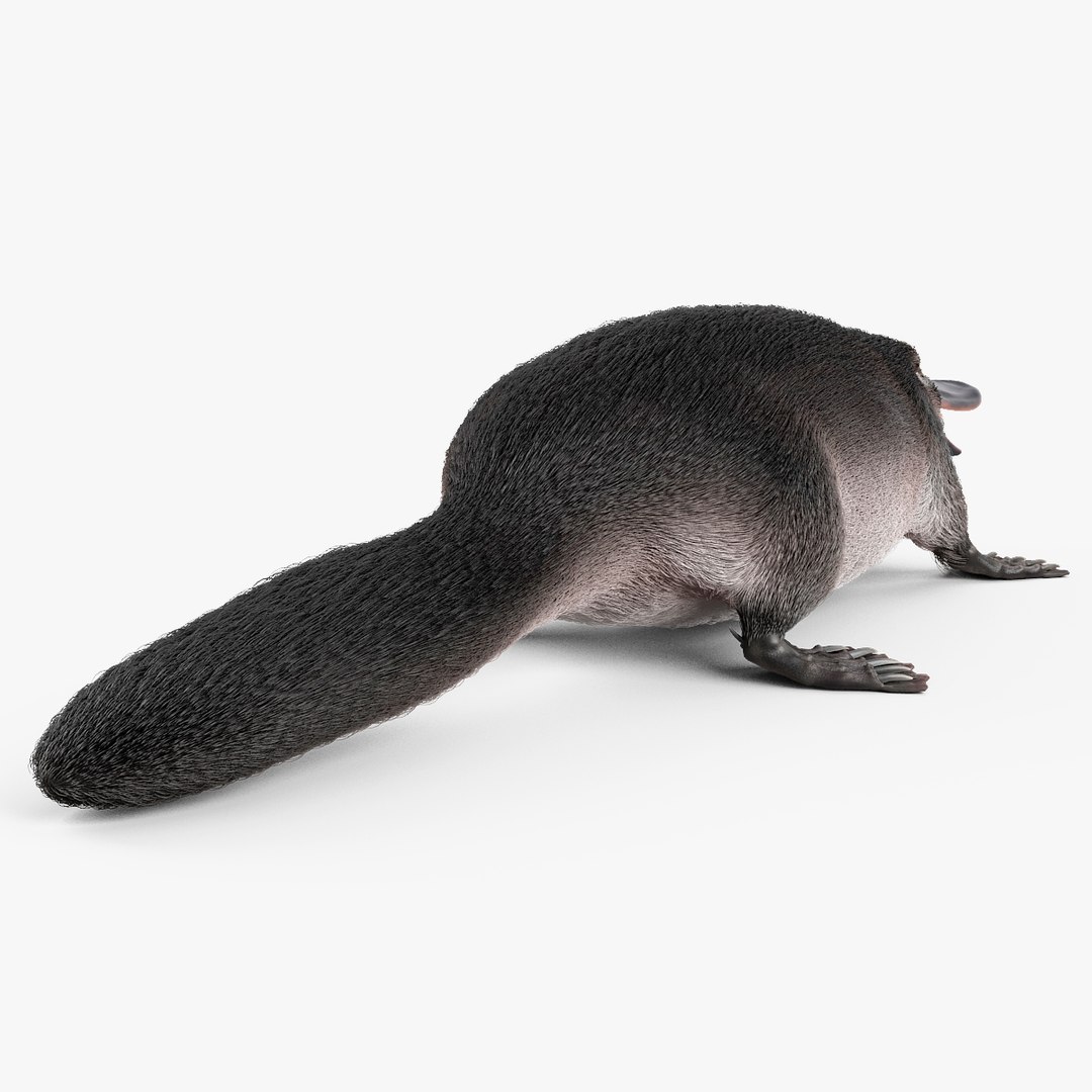 3d model platypus fur https://p.turbosquid.com/ts-thumb/Nc/Ox2gvI/lgIBsWmf/platypusfur_24/jpg/1410537191/1920x1080/fit_q87/e84b9918529c87dae79c01e50d5659de5b7b1651/platypusfur_24.jpg