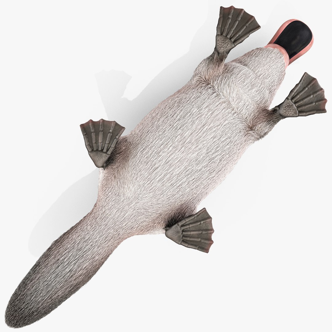 3d model platypus fur https://p.turbosquid.com/ts-thumb/Nc/Ox2gvI/nLqyfee4/platypusfur_17/jpg/1410537176/1920x1080/fit_q87/570499a625676783f09eed971776744b54dc18a7/platypusfur_17.jpg