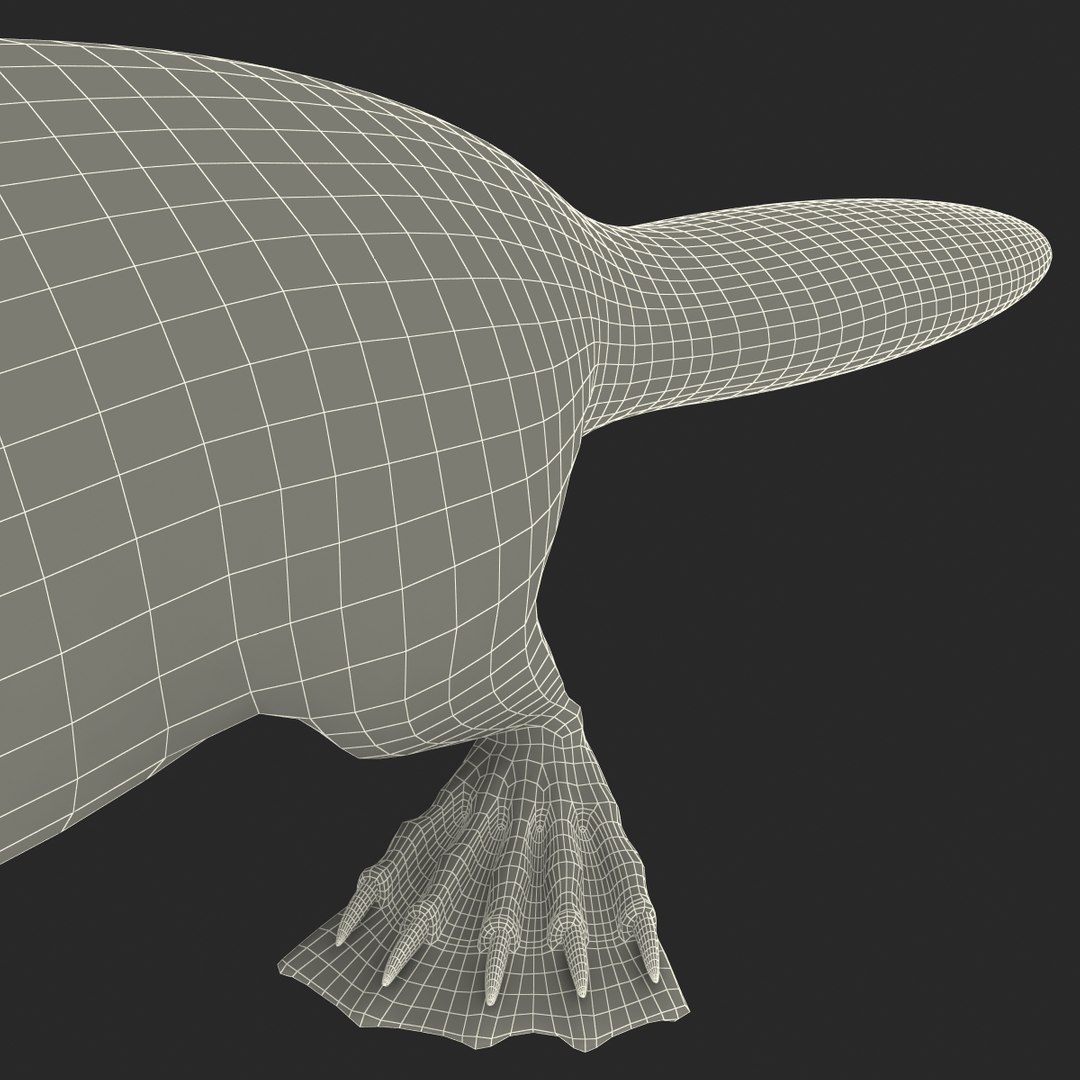 3d model platypus fur https://p.turbosquid.com/ts-thumb/Nc/Ox2gvI/osdbqz2N/platypusfur_22/jpg/1410537214/1920x1080/fit_q87/0f1cee941deee57877221dbf8dbadd481f6f0f8a/platypusfur_22.jpg
