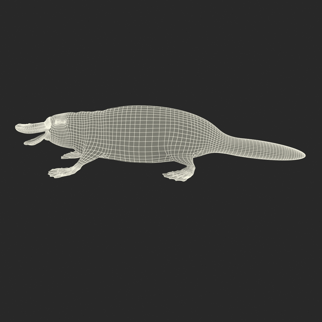 3d model platypus fur https://p.turbosquid.com/ts-thumb/Nc/Ox2gvI/pAqwePJy/turntablefile_361/jpg/1410537275/1920x1080/turn_fit_q99/104e4994aa1e7a824a1b52925ff7e7b165bb801e/turntablefile_361-1.jpg