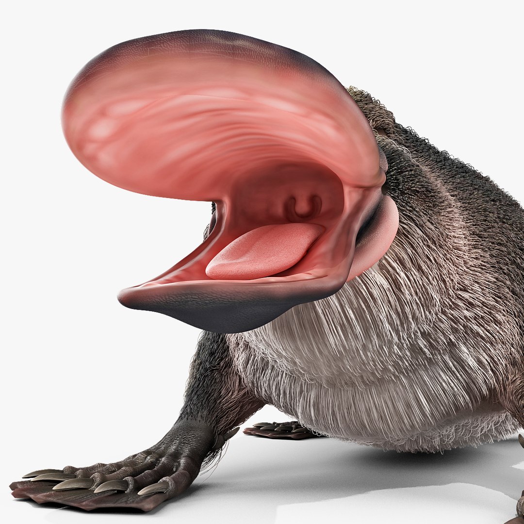 3d model platypus fur https://p.turbosquid.com/ts-thumb/Nc/Ox2gvI/pZvQLJjm/platypusfur_30/jpg/1410537232/1920x1080/fit_q87/98b21c460533da5d20ef4c60529b5df47efd8de3/platypusfur_30.jpg