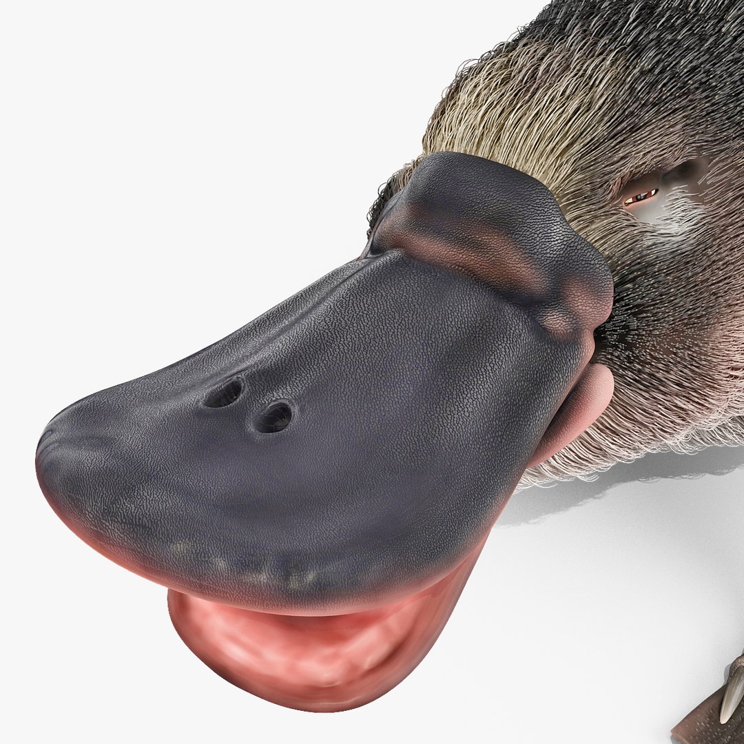 3d model platypus fur https://p.turbosquid.com/ts-thumb/Nc/Ox2gvI/qAY4A8Li/platypusfur_29/jpg/1410537202/1920x1080/fit_q87/fc7c2aea02d85a00f94e81f51bbb96d9a96d6517/platypusfur_29.jpg