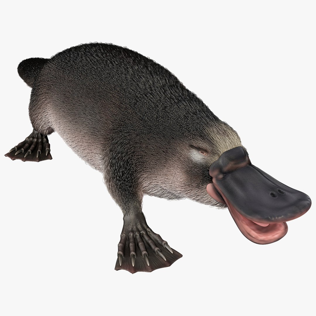 3d model platypus fur https://p.turbosquid.com/ts-thumb/Nc/Ox2gvI/qfiVtFvh/platypusfur_8/jpg/1410537160/1920x1080/fit_q87/b42ac5a5f8e90aa80ad0a9cad01ed43c8ae648cb/platypusfur_8.jpg