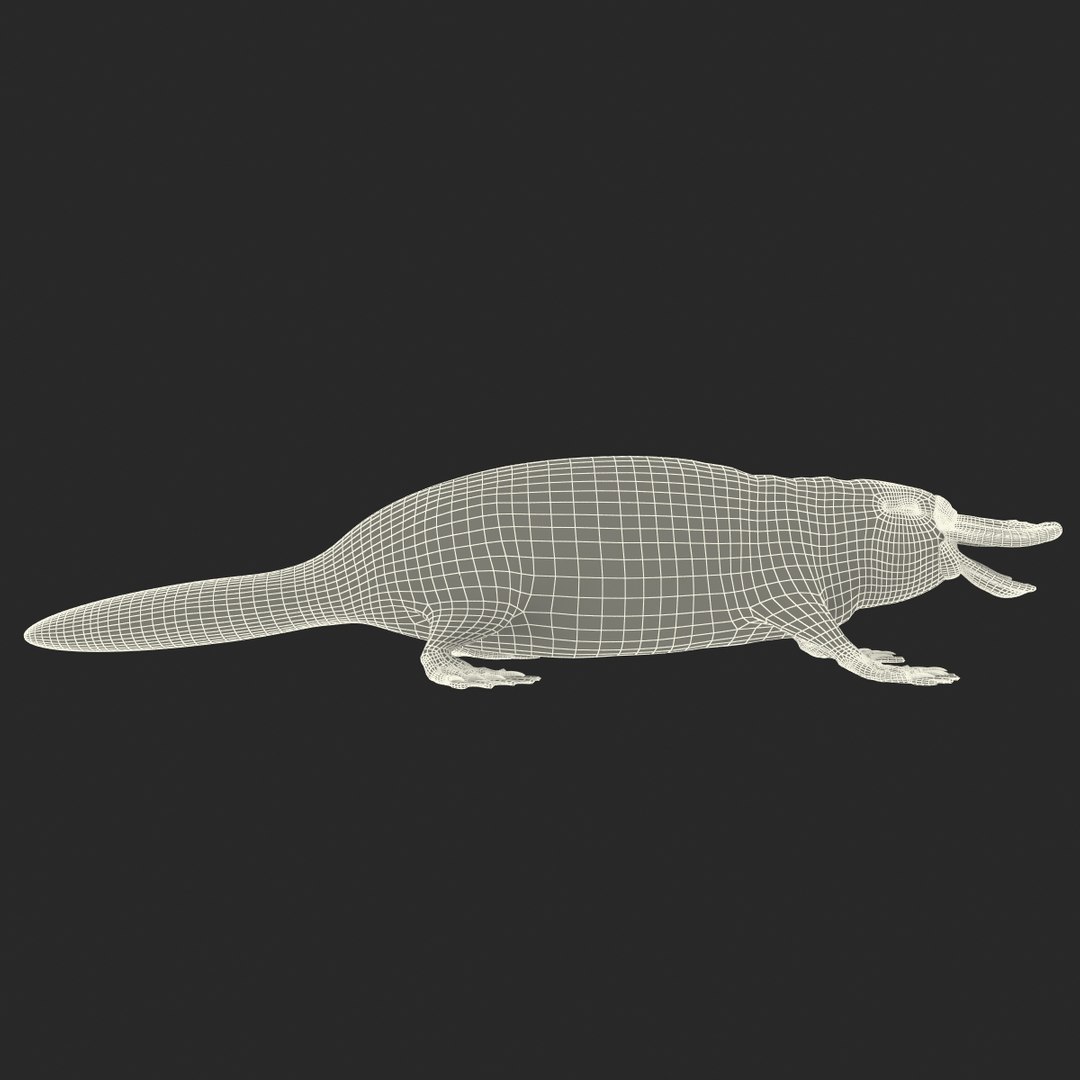 3d model platypus fur https://p.turbosquid.com/ts-thumb/Nc/Ox2gvI/tWpcAQ2C/platypusfur_7/jpg/1410537158/1920x1080/fit_q87/10d03ecb1828c20b2350cbd7c42967fd919ab6c7/platypusfur_7.jpg