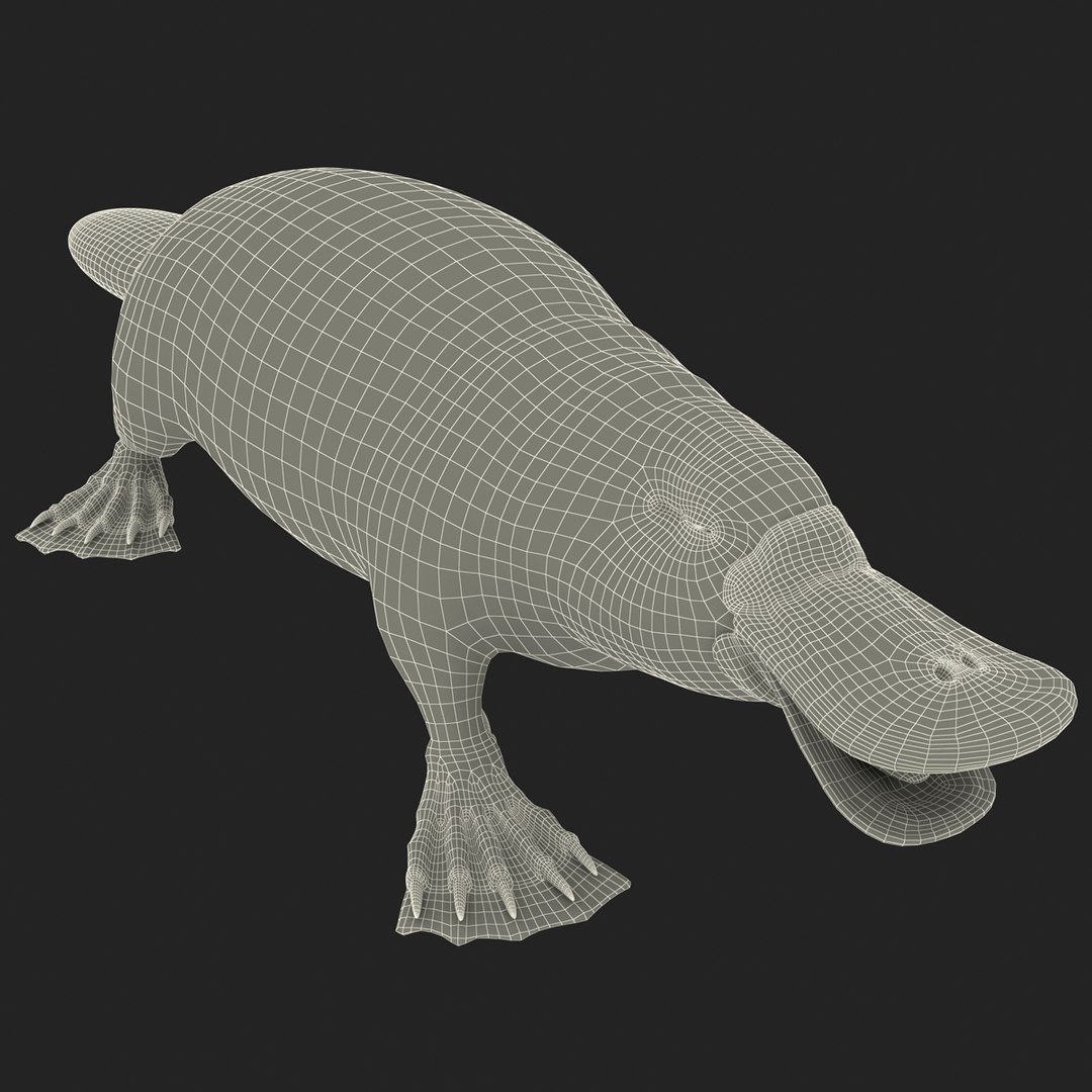 3d model platypus fur https://p.turbosquid.com/ts-thumb/Nc/Ox2gvI/wKtMbM8O/platypusfur_2/jpg/1410537186/1920x1080/fit_q87/115916ab8da0e810fa97cd283d90d04b45dd7d29/platypusfur_2.jpg