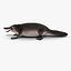 Platypus Fur