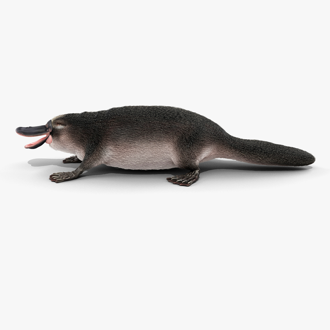 3d model platypus fur https://p.turbosquid.com/ts-thumb/Nc/Ox2gvI/wmRf9PcG/turntablefile_360/jpg/1410537235/1920x1080/turn_fit_q99/19b9423b85e99532d2d66aea49c6900affd13c5e/turntablefile_360-1.jpg