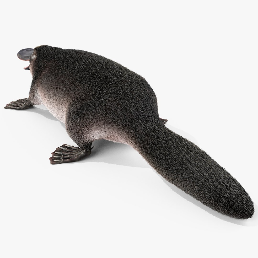 3d model platypus fur https://p.turbosquid.com/ts-thumb/Nc/Ox2gvI/znEs0TJe/platypusfur_23/jpg/1410537216/1920x1080/fit_q87/607a01a9bb6be324eaac2beaa142237328da45a1/platypusfur_23.jpg