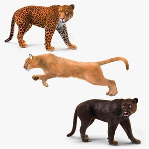 Rigged Big Cats Fur Collection 3D