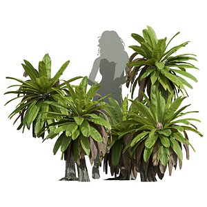 New Plant High detail Neottopteris Nidus Small 3D model
