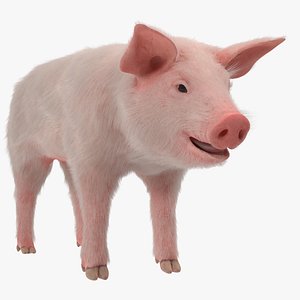 Pig Piglet Landrace with Fur 3D Model