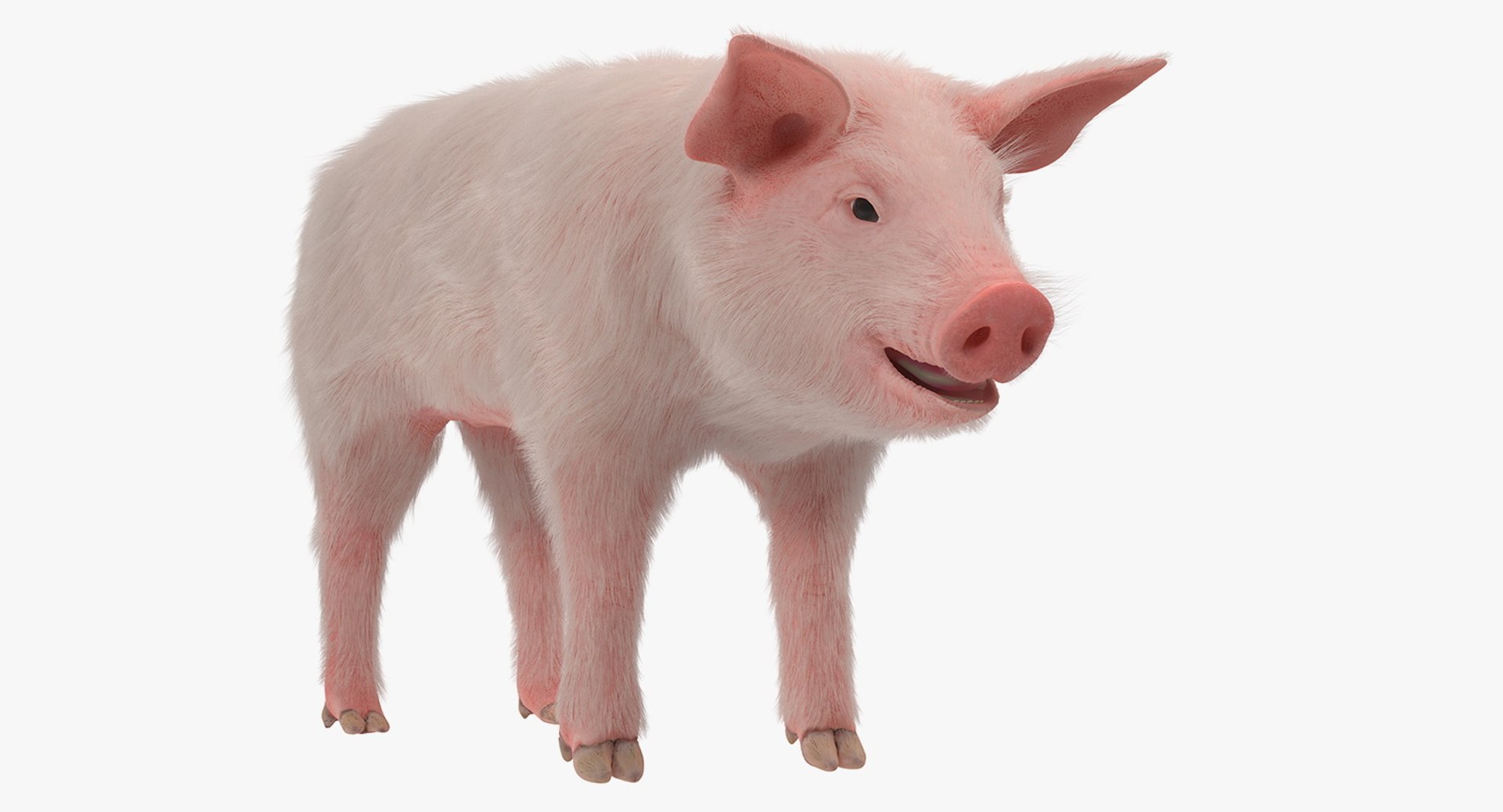 Pig Piglet Landrace with Fur 3D Model 3D model preview