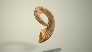 3D Goat Skull - Right Horn model