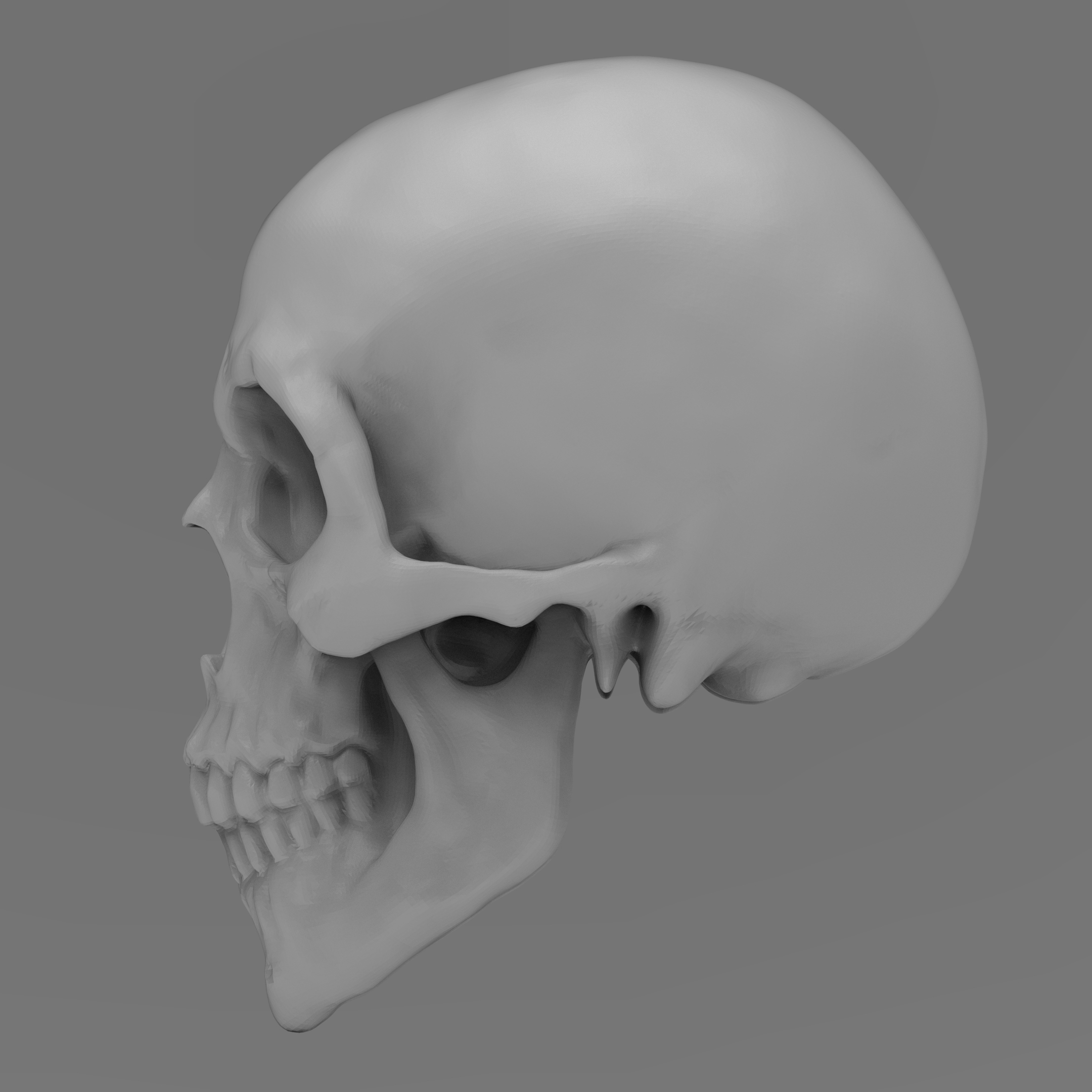 Simple Human Skull Solid Obj 3d Model Turbosquid 1721864 