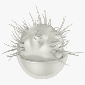 3D cactus transparent pot