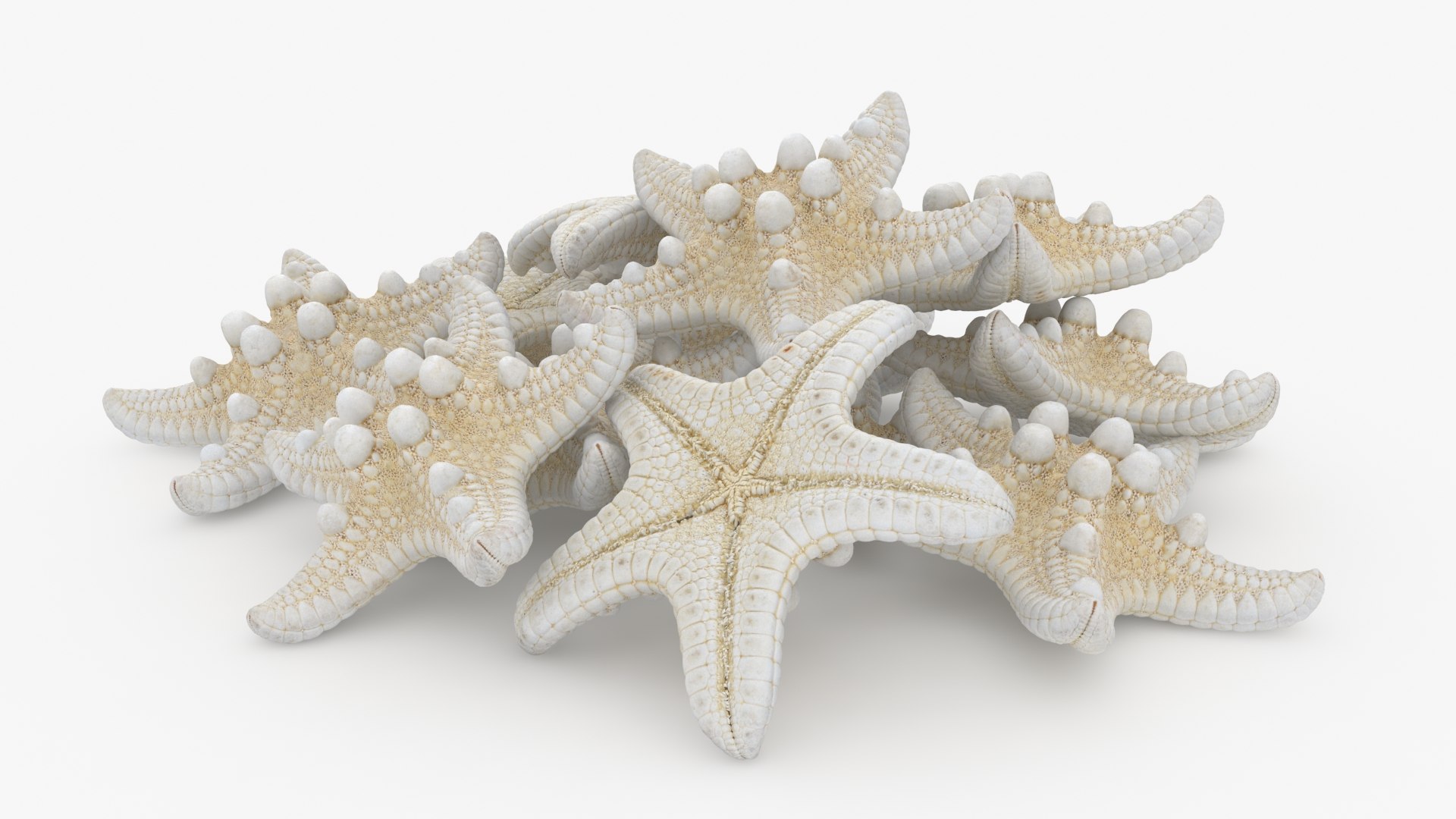 Starfish Pile 3D model https://p.turbosquid.com/ts-thumb/Nc/vtrp9U/7n/starfish2_b0006/jpg/1729072871/1920x1080/fit_q87/cbd9374af2ed909ded5718c39c4922db4228c527/starfish2_b0006.jpg