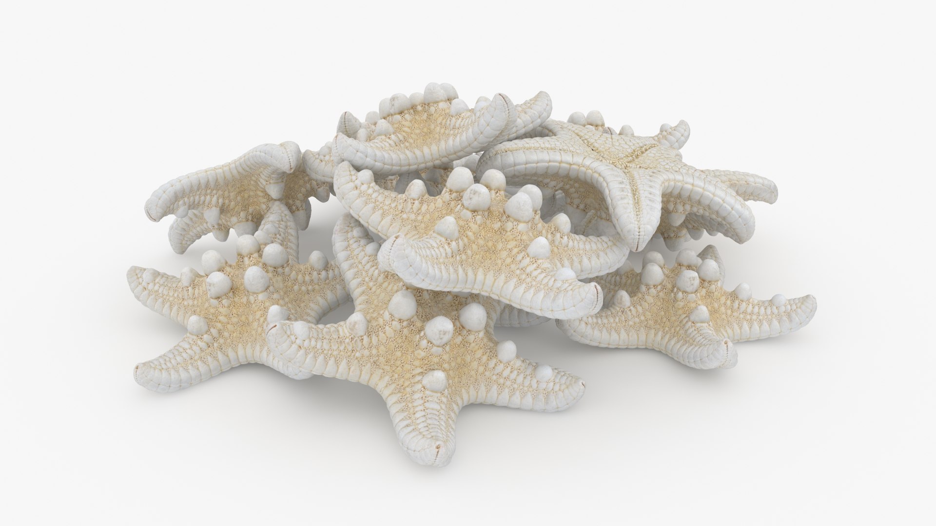 Starfish Pile 3D Model - TurboSquid 2293363