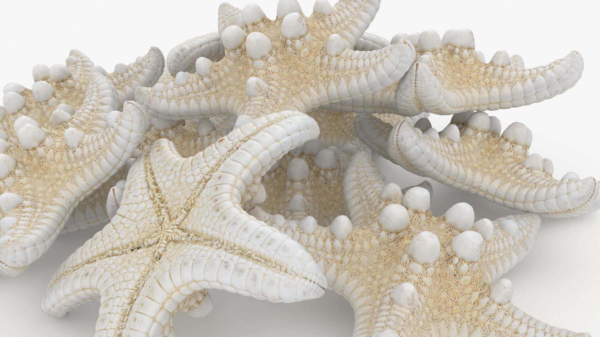 Starfish Pile 3D model https://p.turbosquid.com/ts-thumb/Nc/vtrp9U/Fw/starfish2_b0010/jpg/1729072874/1920x1080/fit_q87/bd283ef6dcd792665e371baca9ecd495e08a6309/starfish2_b0010.jpg