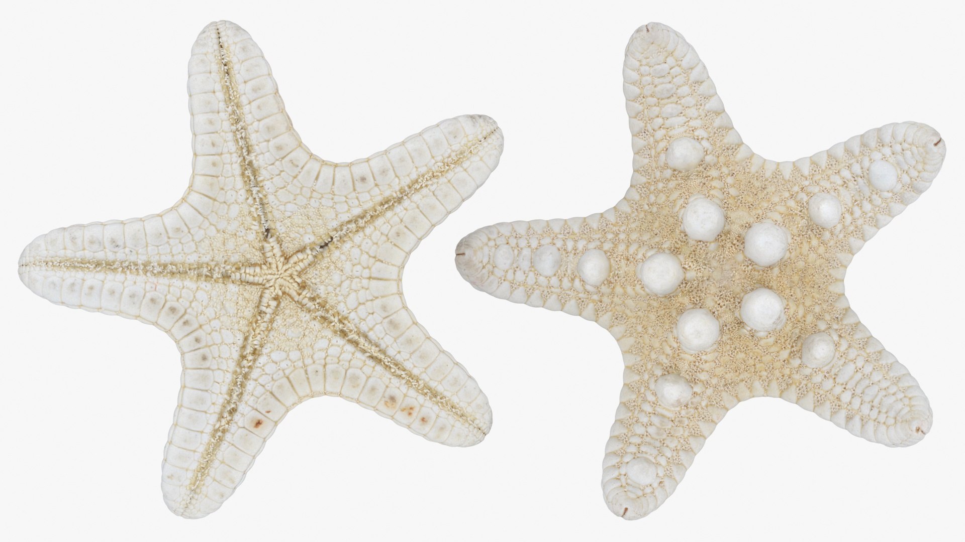Starfish Pile 3D model https://p.turbosquid.com/ts-thumb/Nc/vtrp9U/YJ/starfish2_b0025/jpg/1729072879/1920x1080/fit_q87/3c4633c377e4c7af504563ed6369cc9d40133839/starfish2_b0025.jpg