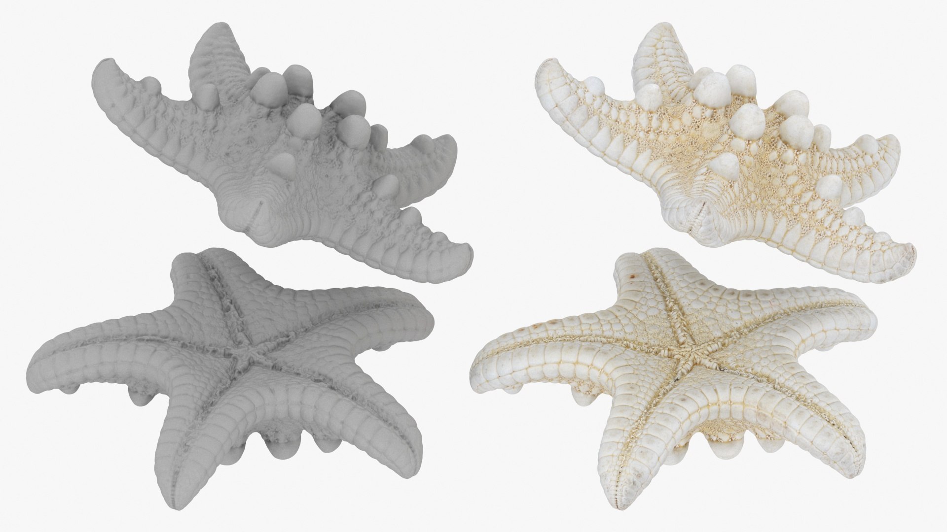 Starfish Pile 3D model https://p.turbosquid.com/ts-thumb/Nc/vtrp9U/gs/starfish2_b0026/jpg/1729072879/1920x1080/fit_q87/d71f4a839af9469ac217010051f809b3cf38f83f/starfish2_b0026.jpg