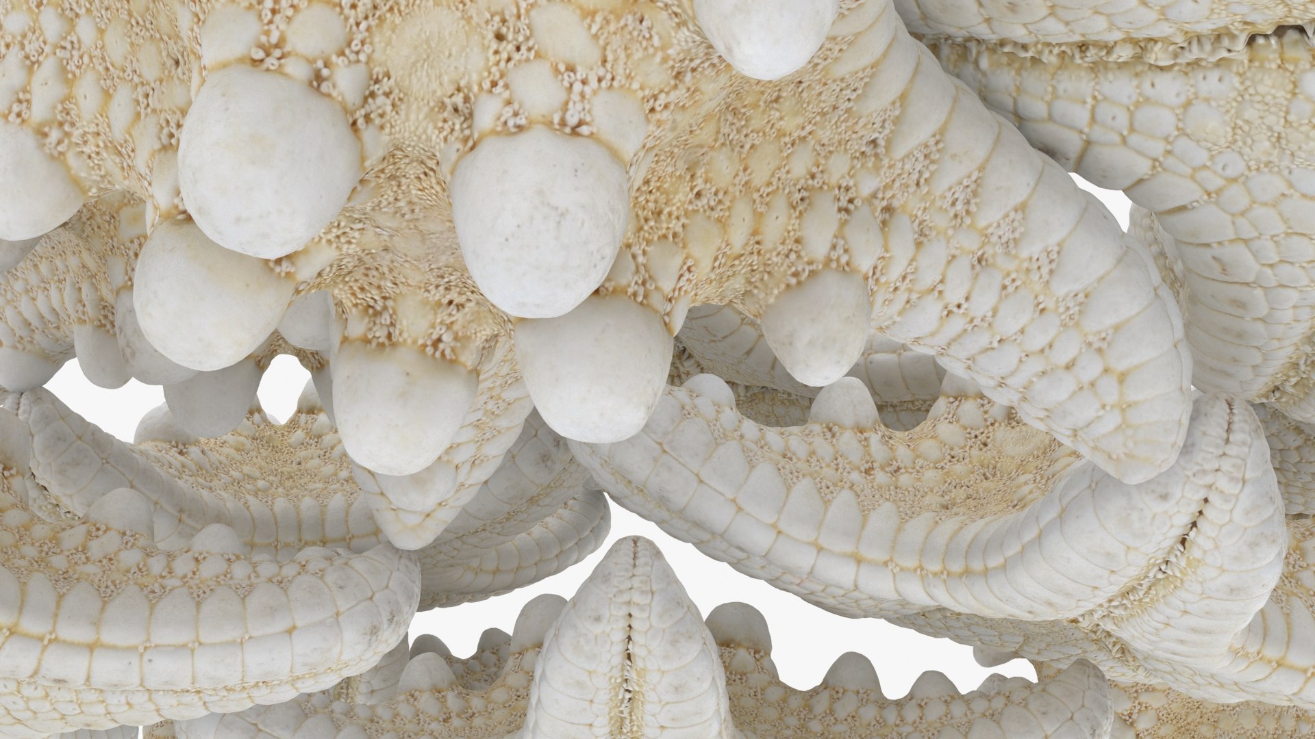 Starfish Pile 3D Model - TurboSquid 2293363