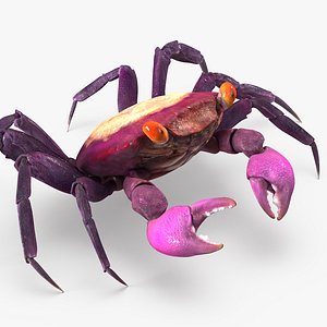 3d vampire crab geosesarma rigged model