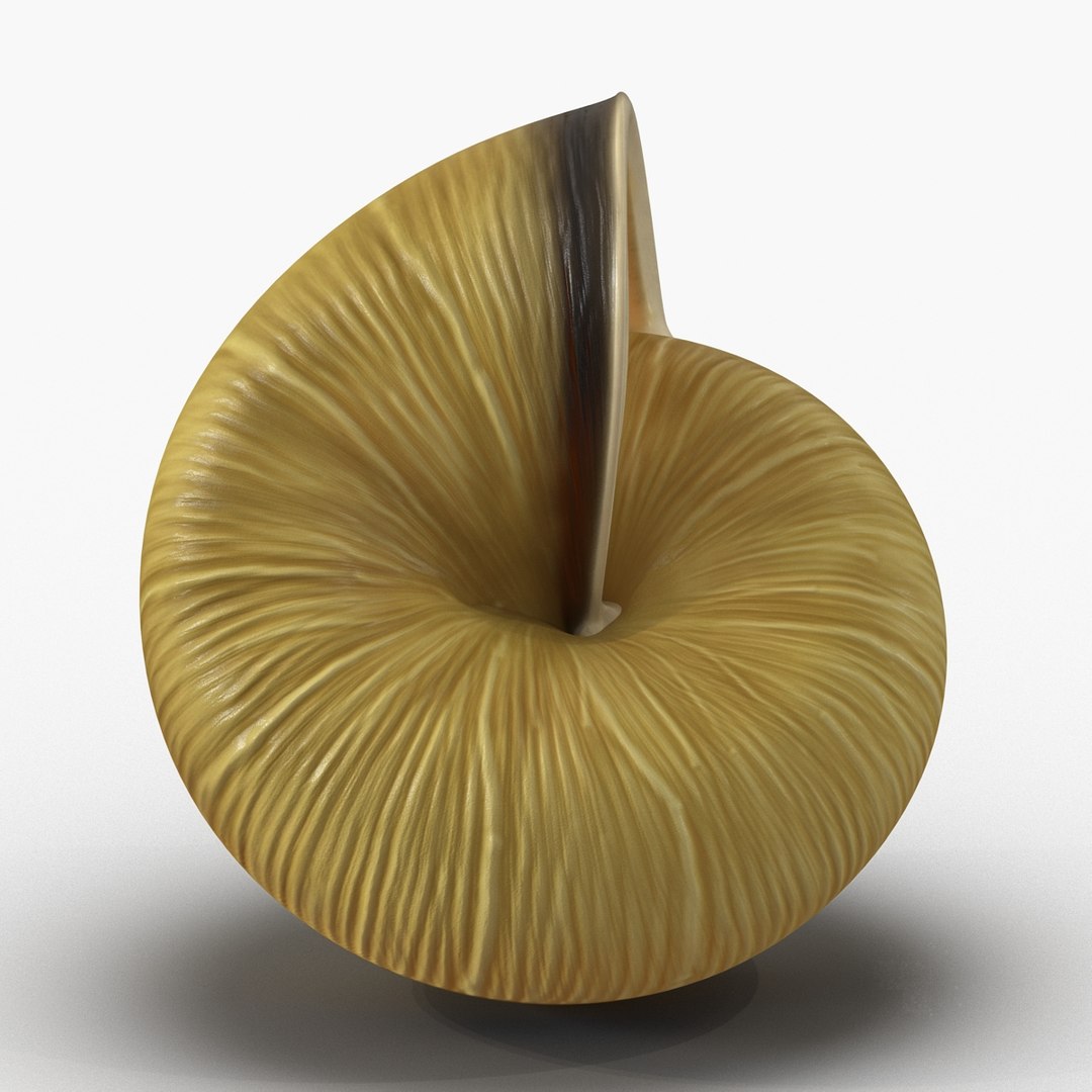 3ds max snail shell 2 https://p.turbosquid.com/ts-thumb/Nd/F9Zu2U/FTPWYrfu/3dmodelofsnailshell14/jpg/1447079406/1920x1080/fit_q87/650a7069ff4856fec4d6dde47187fb0c6a3f5cd2/3dmodelofsnailshell14.jpg