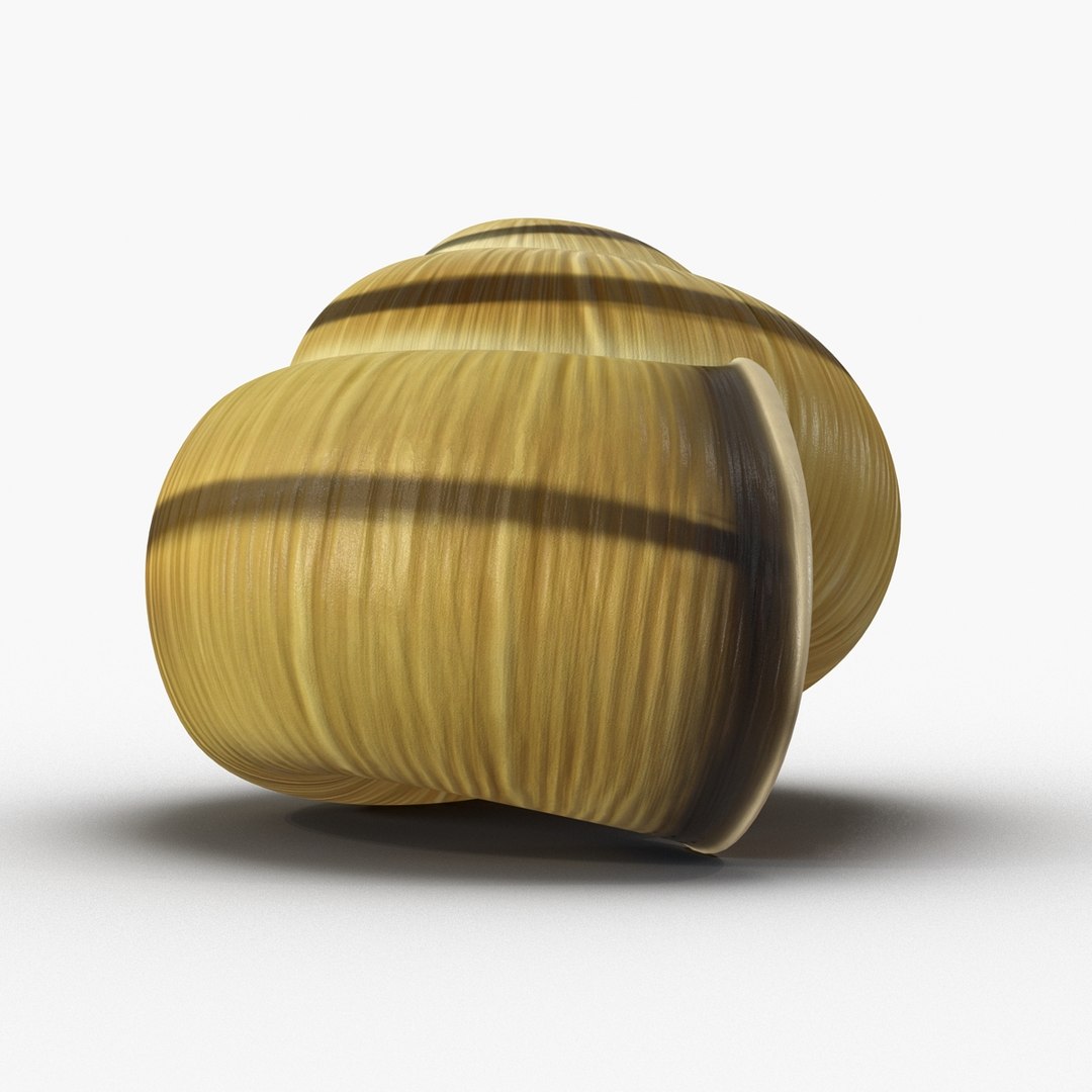 3ds max snail shell 2 https://p.turbosquid.com/ts-thumb/Nd/F9Zu2U/Hh0187Ts/3dmodelofsnailshell06/jpg/1447079405/1920x1080/fit_q87/21a085ad20f4841de99f0a67cf103588006d5b82/3dmodelofsnailshell06.jpg